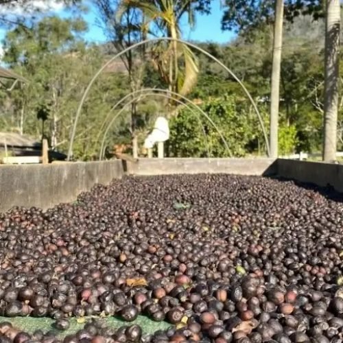 Expo Café Varre-Sai 2025 movimenta R$ 23 milhões e registra crescimento de 60% em negócios