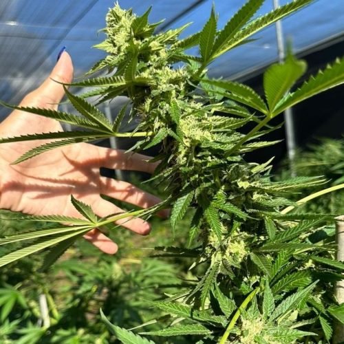 Justiça autoriza morador de Aperibé (RJ) a cultivar maconha para fins medicinais