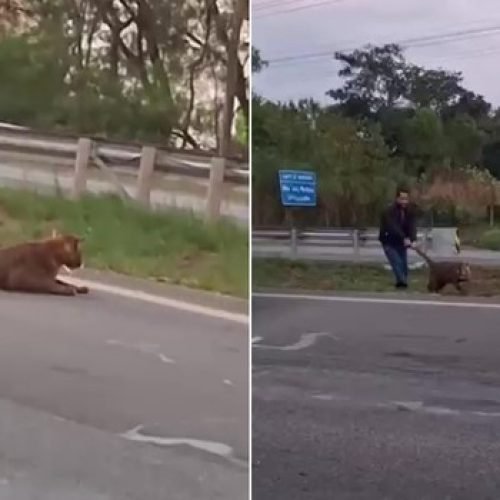 Homem é flagrado puxando onça-parda pelo rabo em rodovia no interior de São Paulo