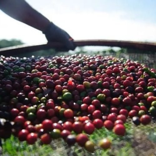 Valorização do café faz produção agrícola do ES subir no ranking nacional