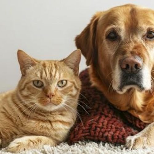 Governador de São Paulo Tarcísio sanciona lei que autoriza sepultamento de pets em jazigos familiares