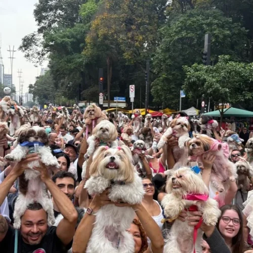 Mais de mil shih tzus participam de encontro na Avenida Paulista, em São Paulo