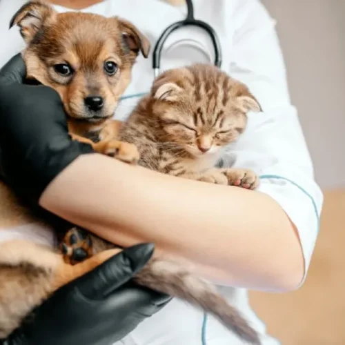 ALERJ aprova Projeto que cria campanha para castração e combate ao câncer em pets