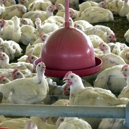 Brasil tem 1º caso de gripe aviária em granja comercial, diz governo