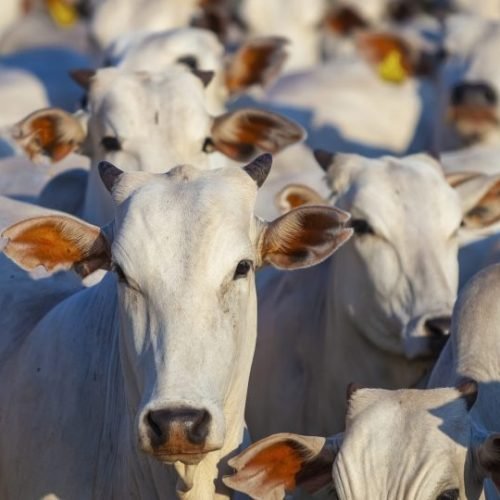 Brasil deixa EUA para trás e lidera produção de carne bovina em 2025