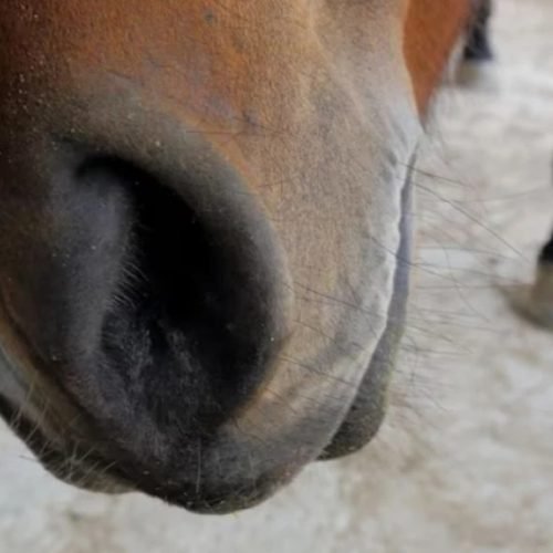 Cavalo morto em Bananal: homem investigado por mutilar animal é ouvido e liberado