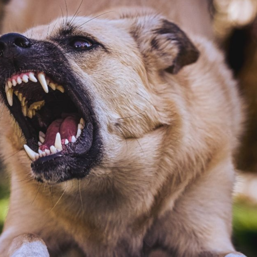 Homem tenta agredir cachorro após ser mordido na perna e no pênis em Bom Jesus do Itabapoana (RJ)