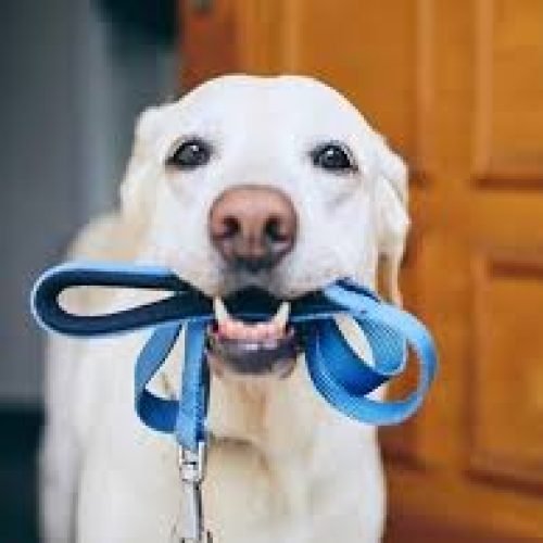 Lei garante direito a pets em condomínios de todo o Estado do Rio.
