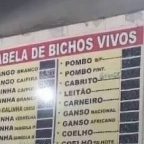 Polícia Ambiental encontra pombos vivos que seriam vendidos ilegalmente em açougue no RJ