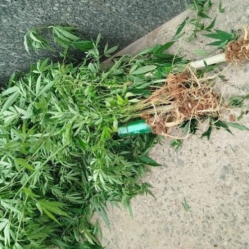 Laudo é negativo para pés de maconha apreendidos em Porciúncula (RJ)