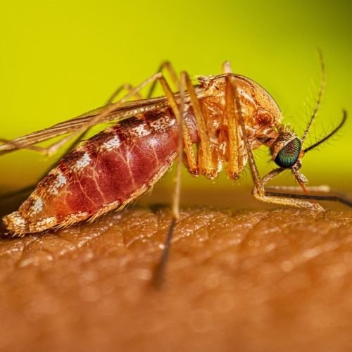 Prefeitura de Itaocara (RJ) confirmou o 1º caso de febre oropouche no município