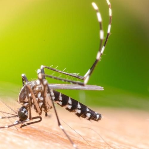 Brasil inaugura maior biofábrica do mundo para combater dengue, zika e chikungunya