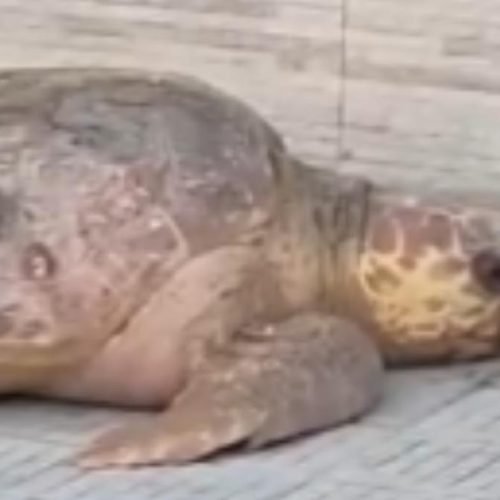 Tartaruga-cabeçuda se desorienta e é encontrada a dois quarteirões do mar no ES