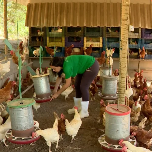 Mulheres ampliam participação no agronegócio e já administram milhares de propriedades no ES