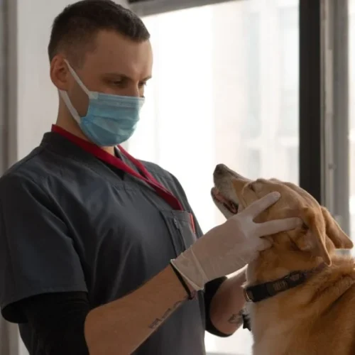 Espírito Santo vai ter primeiro hospital público veterinário; veja os serviços oferecidos